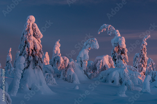 Snow covered winter landscape at sunset, tykky, Kuntivaara Fell, Kuusamo, Finland