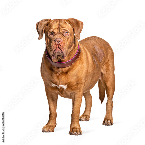 Dogue de Bordeaux standing in front  isolated