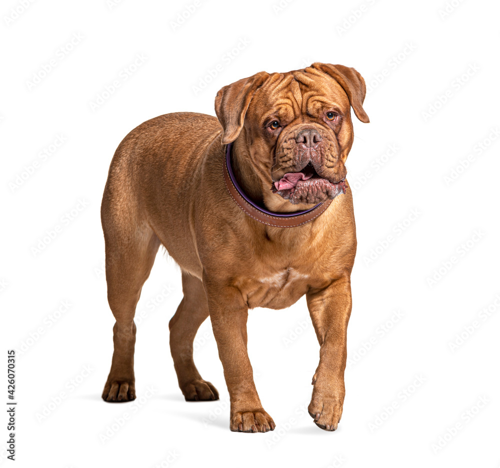 Dogue de Bordeaux walking, isolated on white