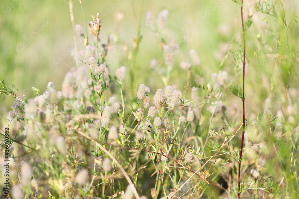 Wild flowers, background on a sunny day Wild flowers, background on a sunny day