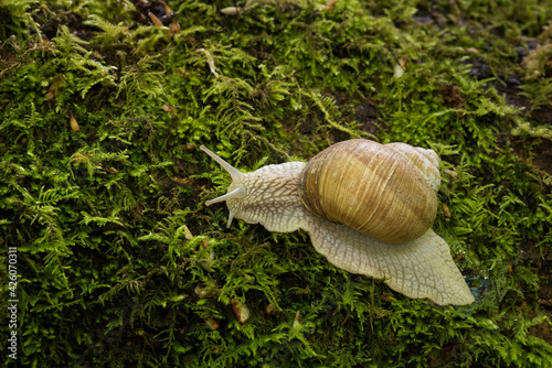 Roman snail (Helix pomatia), Kent, England, United Kingdom