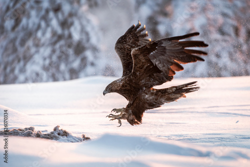 Golden eagle (Aquila chrysaetos) in flight in snow covered landscape, Kuusamo, Finland