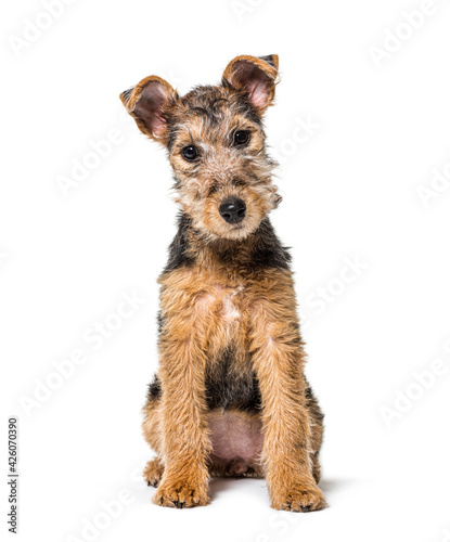 Fotografie Young Grizzle and tan Lakeland Terrier dog sitting, three months old, isolated