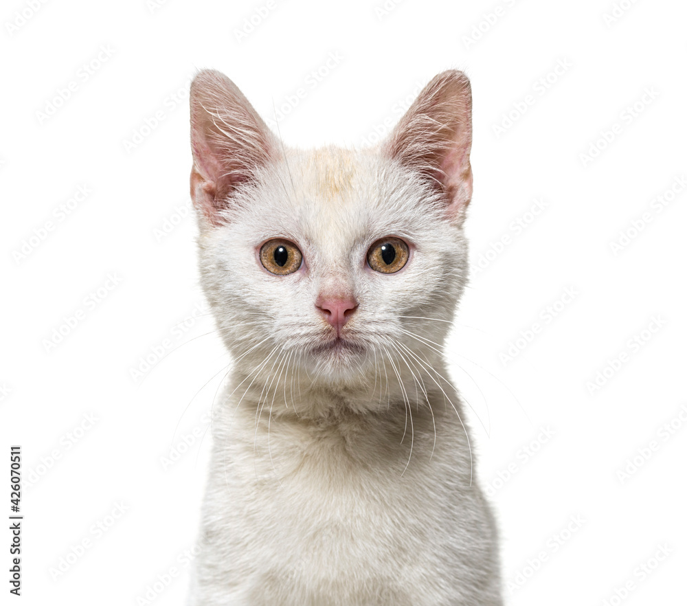 Head shot of a white young Crossbreed cat kitten isolated on white