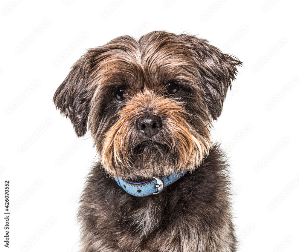 Crossbreed dog wearing a blue collar, isolated