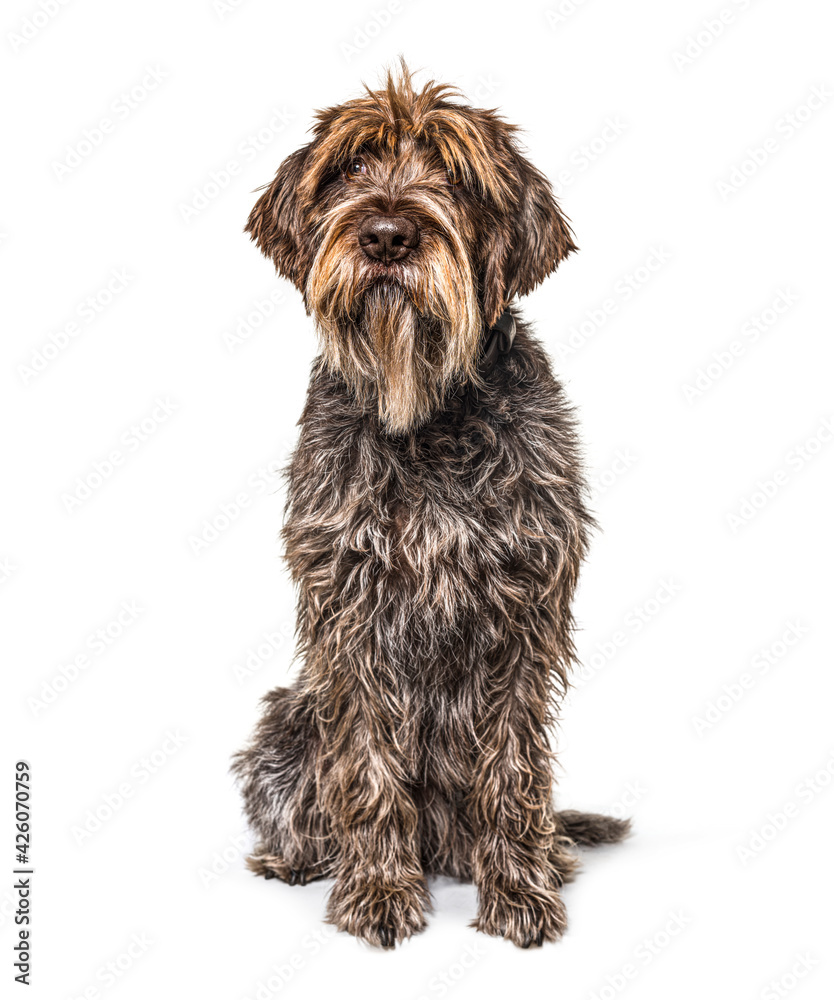 scruffy Korthals dog sitting in front and looking up scruffy Korthals dog sitting in front and looking up
