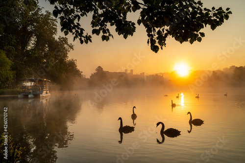 Black swan (Cygnus atratus), at sunrise, Kent, England, United Kingdom