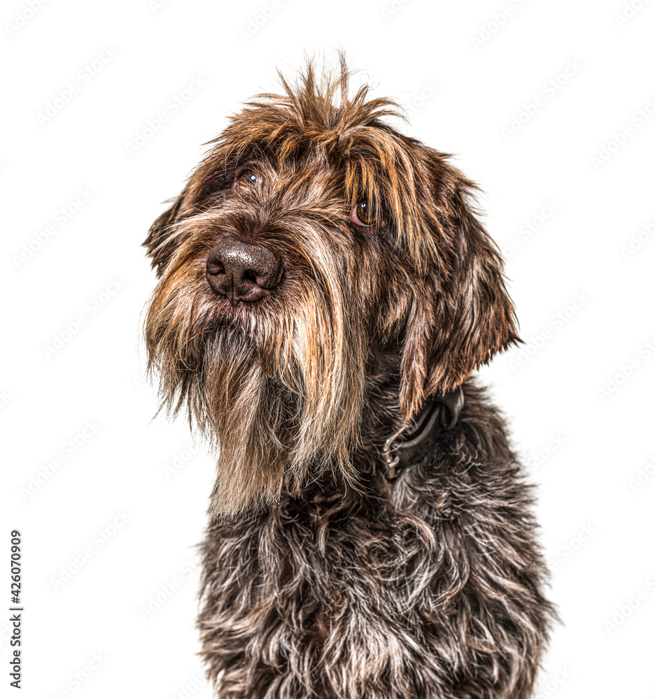 Head shot of a shaggy dog, Korthals Griffon, isolated on white