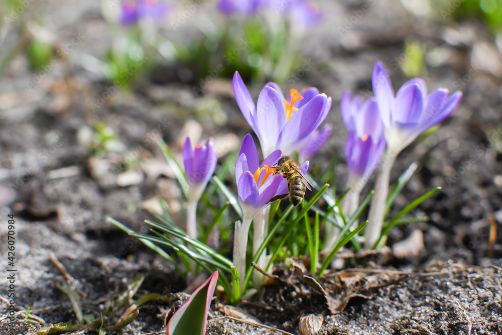 Bees on spring purple crocuses on a background of young green grass. Soft selective focus of blooming Ruby Giant crocus. Floral landscape, fresh wallpaper, nature concept
Bees on spring purple crocuses on a background of young green grass. Soft selective focus of blooming Ruby Giant crocus. Floral landscape, fresh wallpaper, nature concept