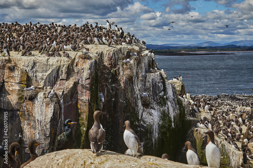 Crowds of Guillemots (Uria aalge), on Staple Island, in the Farne Islands, Northumberland, northeast England, United Kingdom photo