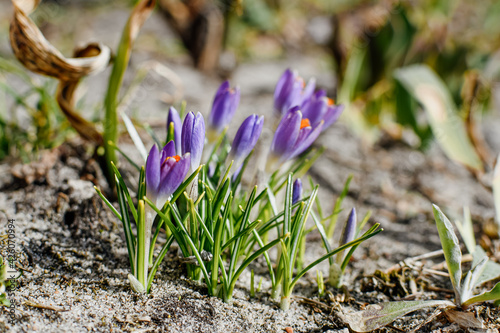 Bees on spring purple crocuses on a background of young green grass. Soft selective focus of blooming Ruby Giant crocus. Floral landscape, fresh wallpaper, nature concept