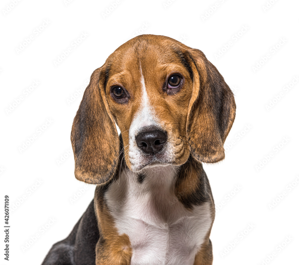 Head shot of puppy Beagles dog, isolated