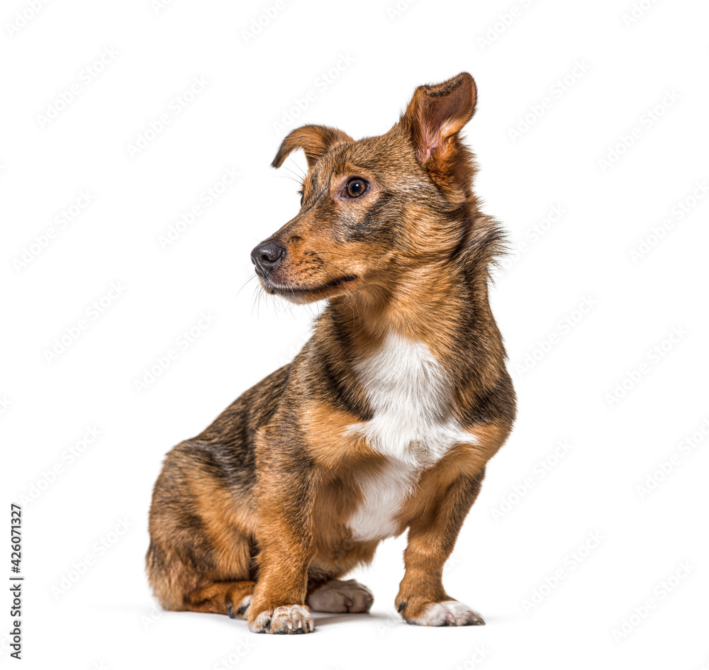 Side view on a isolated Crossbreed dog sitting and looking away