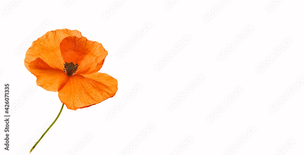 orange wild poppies with white background orange wild poppies with white background