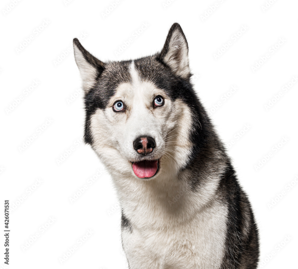 Guilty or intrigued Siberian Husky dog looking up, isolated on white