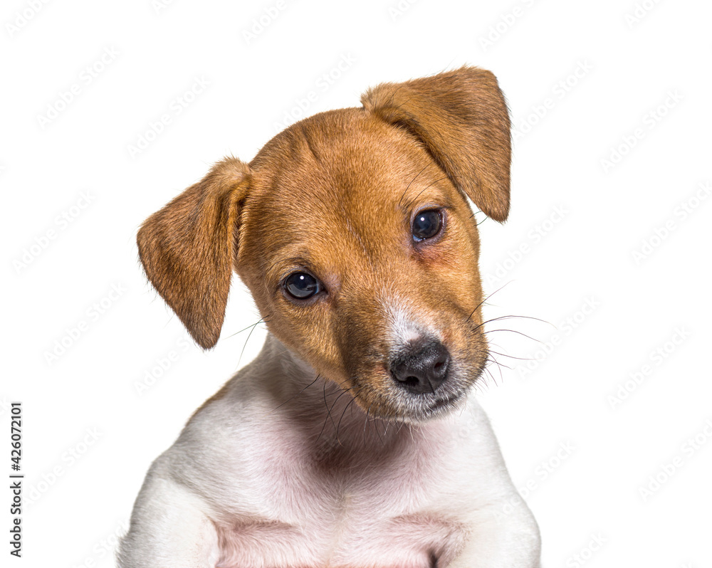 Head shot of a Puppy Jack russel terrier dog, two months old, isolated on white