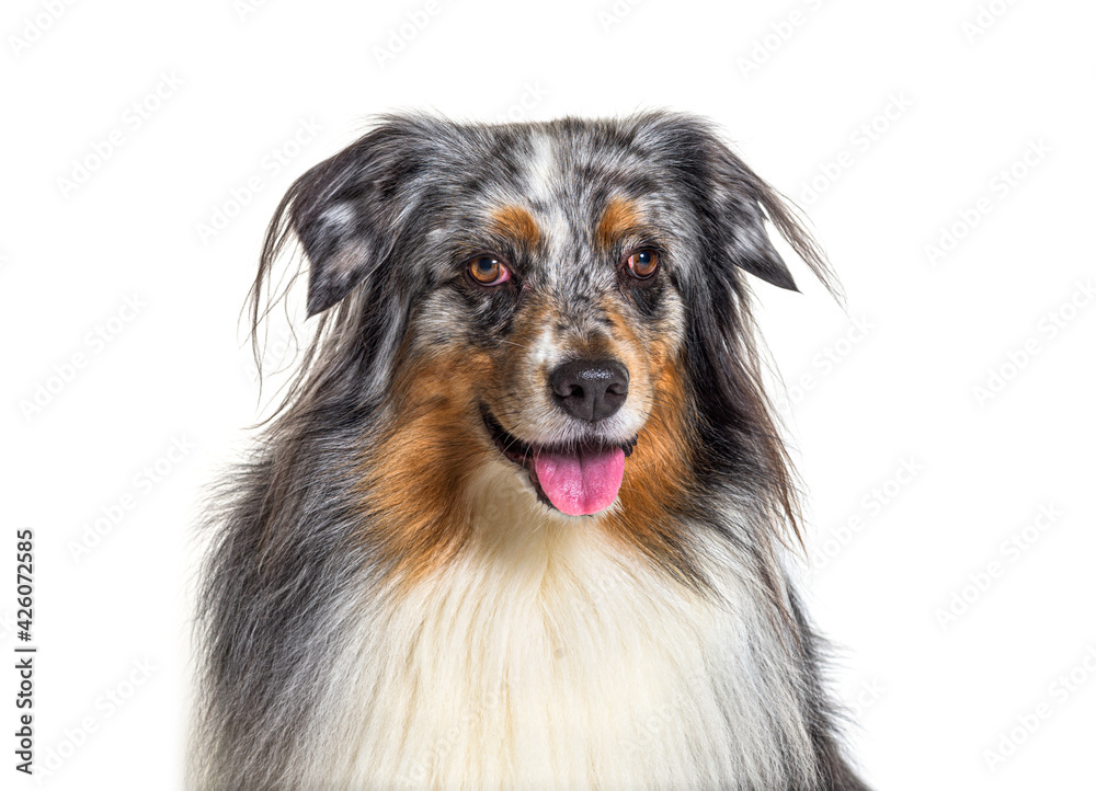 Close-up on a Australian Shepherd panting, isolated Close-up on a Australian Shepherd panting, isolated