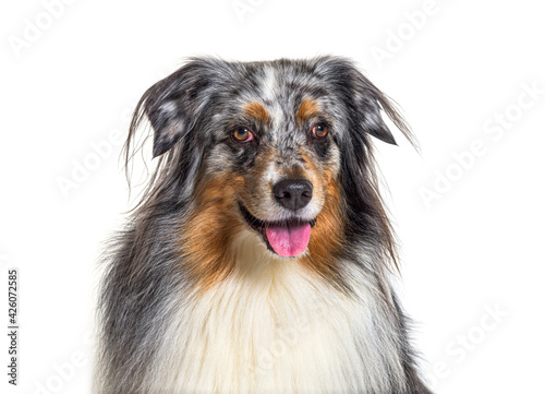 Close-up on a Australian Shepherd panting, isolated