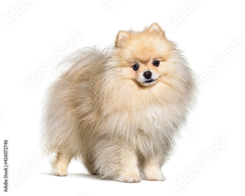 Small spitz dog standing, isolated © Eric Isselée
