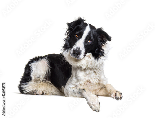 Lying down on a empty board Border collie dog looking at the camera © Eric Isselée