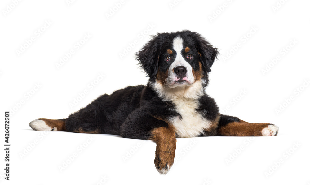 Lying down Bernese Mountain Dog Lying down Bernese Mountain Dog