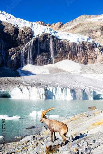 Alpine ibex beside Fellaria glacier, Valmalenco, Valtellina, Lombardy, Italy photo