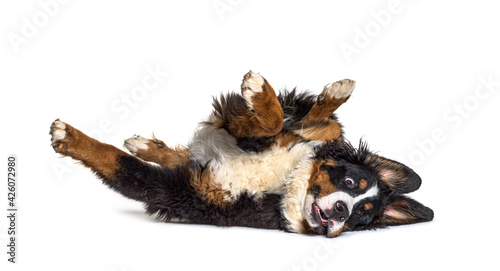 Crazy bernese monutain dog lying on its back, isolated photo