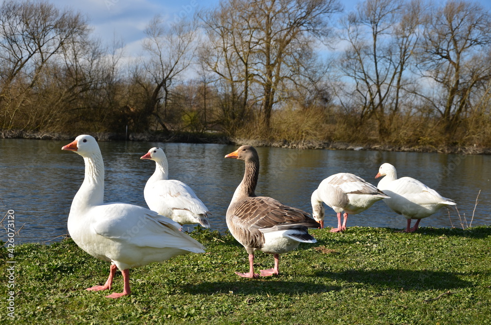 Obraz premium Geese on the river