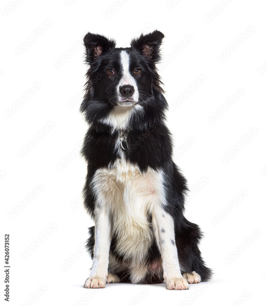Sitting Border collie looking at the camera, isolated