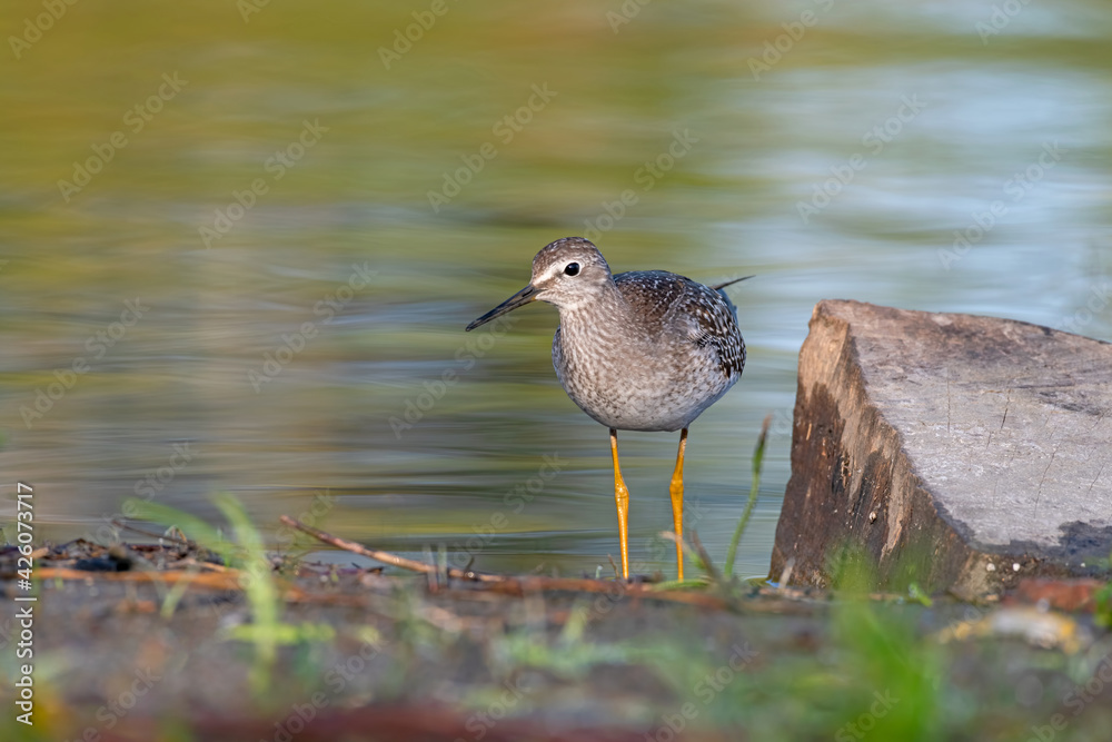 Lesser yellowlegs (Tringa flavipes) standing on the riverbed at Andrew Haydon Park on the Ottawa River in Canada Lesser yellowlegs (Tringa flavipes) standing on the riverbed at Andrew Haydon Park on the Ottawa River in Canada