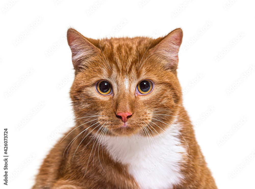 Head shot of a young ginger crossbreed cat looking at the camera