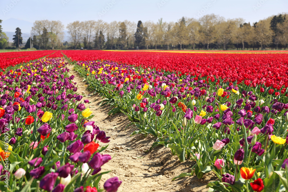 Southern France. Spring landscape. Tulip fields in Provence Southern France. Spring landscape. Tulip fields in Provence