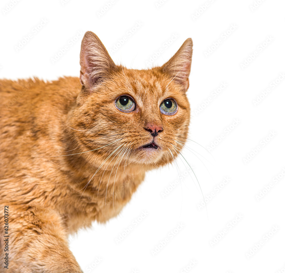 Close-up on a very old ginger cat with lentigo on noise and lips