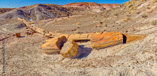 One of the few petrified trees almost intact, The Onyx Bridge in Petrified Forest National Park, Arizona, United States of America