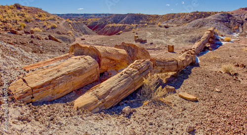 One of the few petrified trees almost intact, The Onyx Bridge in Petrified Forest National Park, Arizona, United States of America