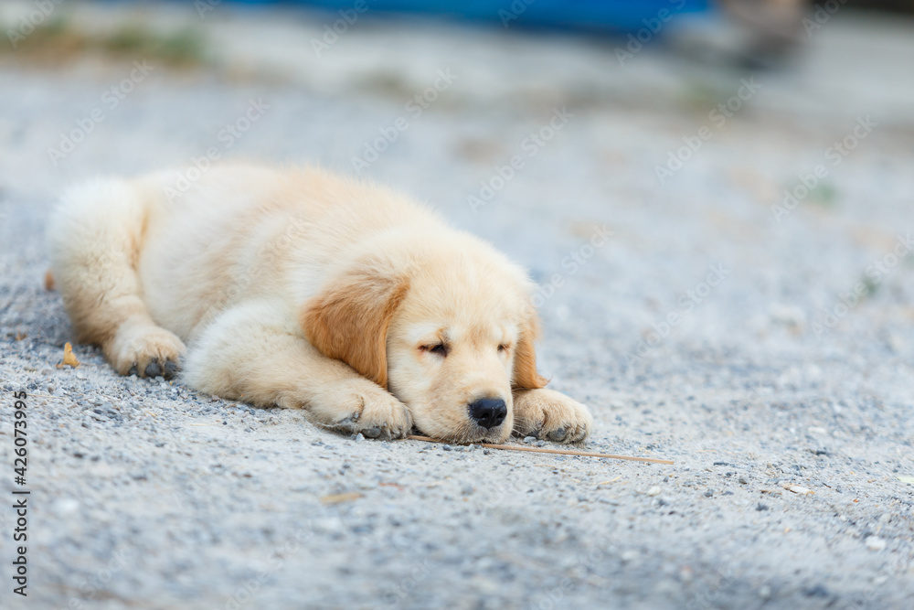 The puppy golden retriever sleeping in daytime.