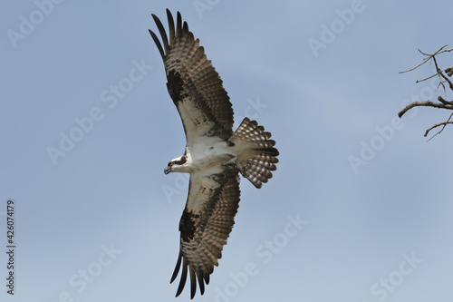 First Ospreys of spring back on nesting platform, mating and going fishing on a beautiful spring day