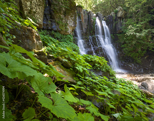 Acquatic plants at Dardagna waterfalls in summer, Parco Regionale del Corno alle Scale, Emilia Romagna, Italy photo