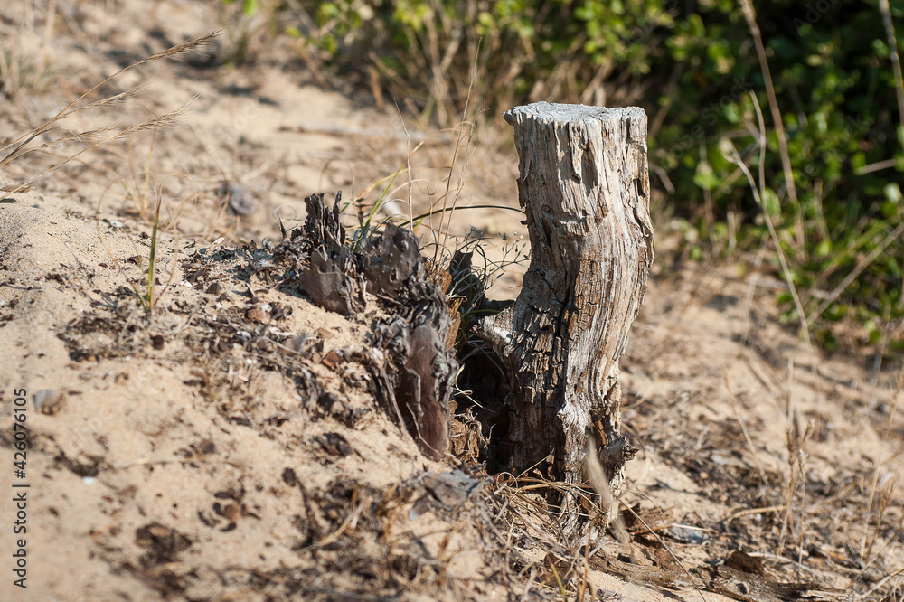 Tronc d'arbre coupé dans les dunes Tronc d'arbre coupé dans les dunes