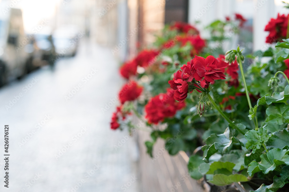 Flowers tables and chairs of an outdoor cafe in europe