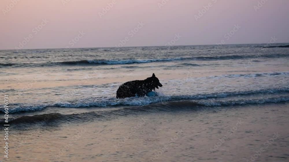 A silhouette of a German shepherd dog playing on beach with a ball in waves with a beautiful sunset background | German shepherd dog playing on beach video background A silhouette of a German shepherd dog playing on beach with a ball in waves with a beautiful sunset background | German shepherd dog playing on beach video background