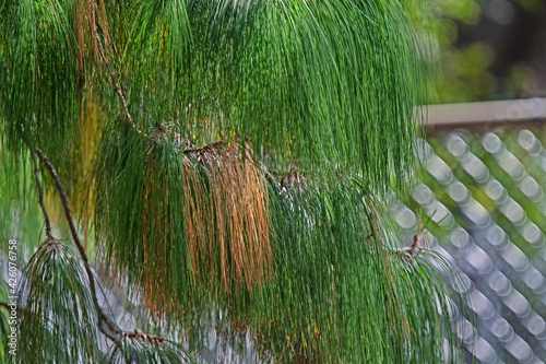 Casuarina Cunninghamiana - she oak in early autumn color photo