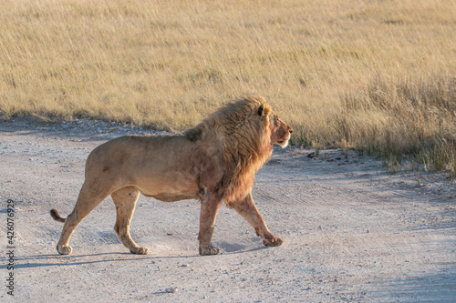 Male lion (Panthera leo) walking proud in the savannah, Etosha National Park, Namibia photo