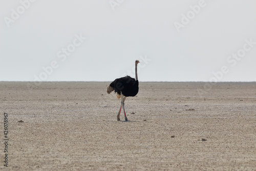 Lonely ostrich (Struthio) walking in the salt pan in the middle of Etosha, Etosha National Park, Namibia