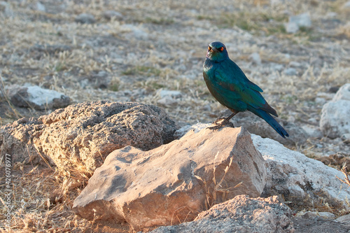 Cape glossy starling (Lamprotornis nitens) on a rock, Etosha National Park, Namibia