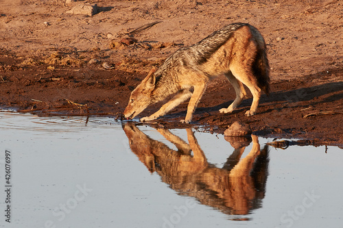 Reflection of a jackal (Canis lupaster) drinking in a waterhole at sunrise, Etosha National Park, Namibia photo