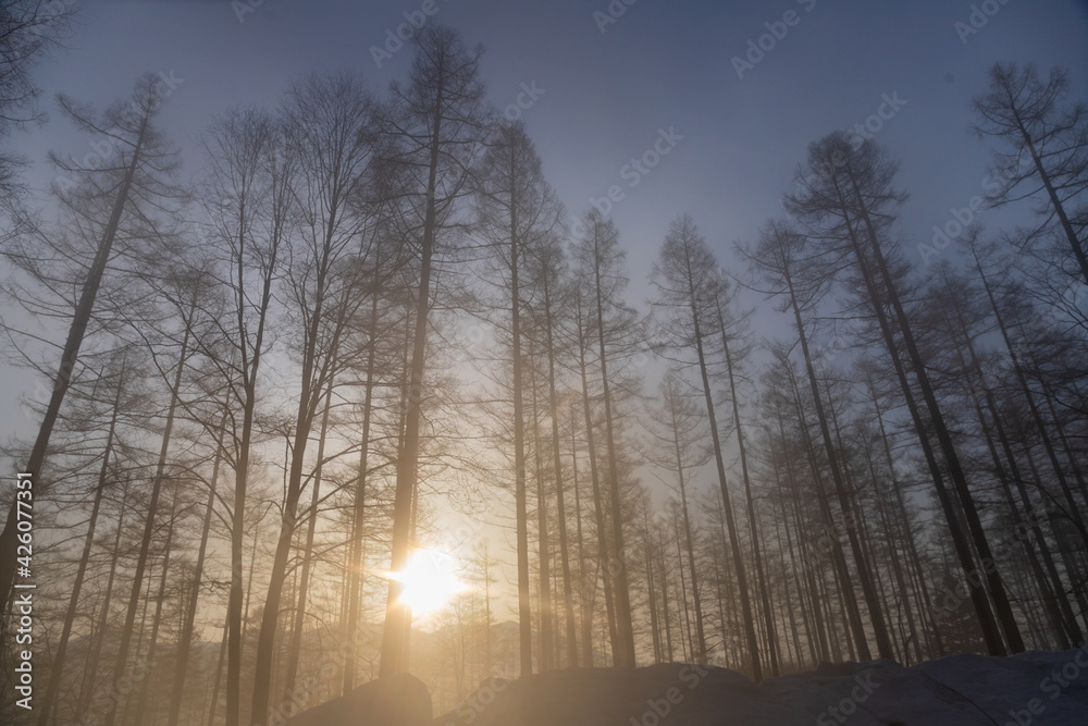 Fototapeta premium 戸隠高原朝霧のカラマツ林に昇る朝日