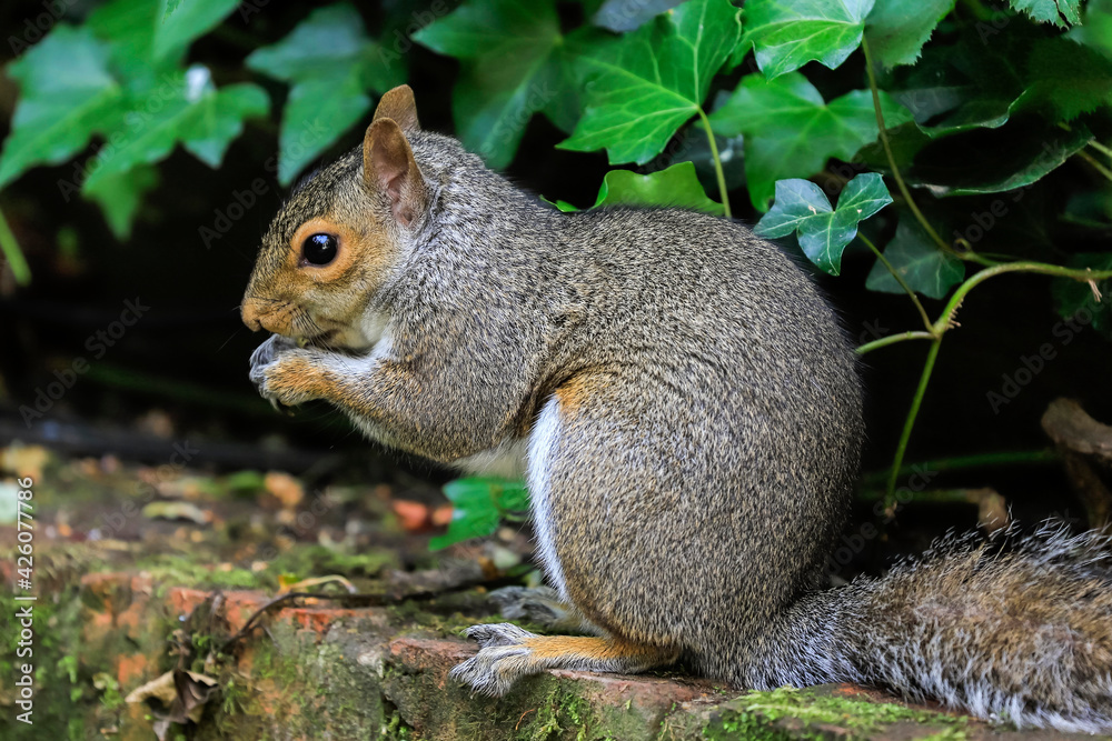 Eastern grey squirrel (Sciurus carolinensis) in garden, an invasive species from North America, Henley-on-Thames, Oxfordshire, England, United Kingdom Eastern grey squirrel (Sciurus carolinensis) in garden, an invasive species from North America, Henley-on-Thames, Oxfordshire, England, United Kingdom