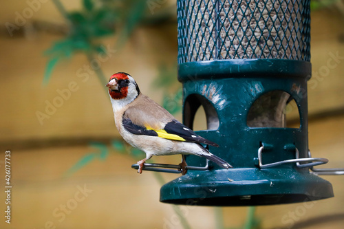 European goldfinch (Carduelis carduelis) on squirrel-proof sunflower seed bird feeder, Henley-on-Thames, Oxfordshire, England, United Kingdom photo