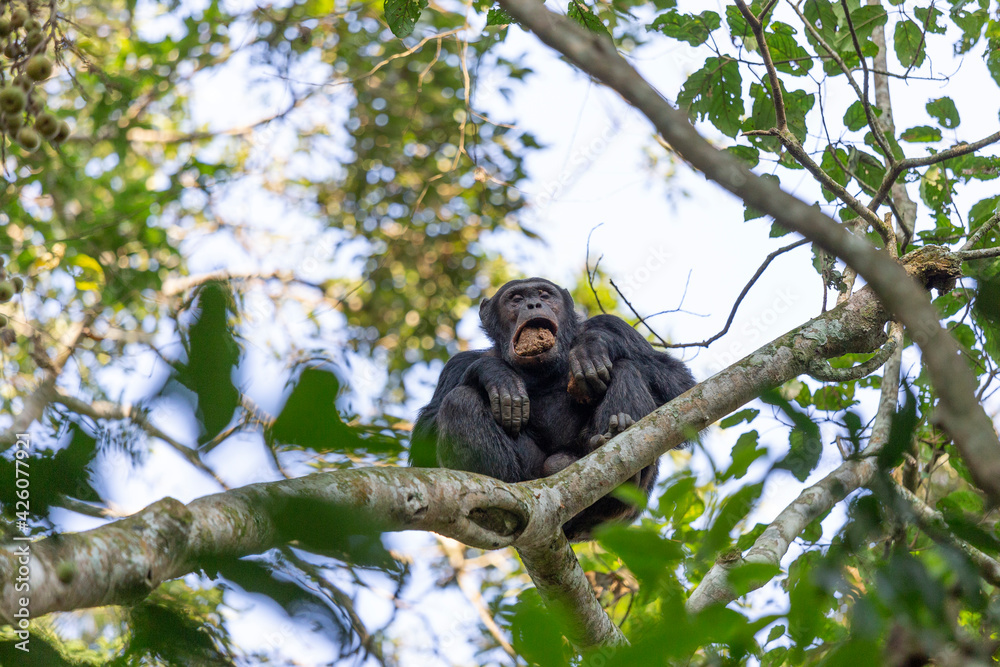 pan troglodytes chimps, robust chimps pan troglodytes chimps, robust chimps